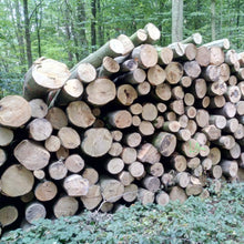 Lade das Bild in den Galerie-Viewer, Stammholz Buche - landree - holzhof