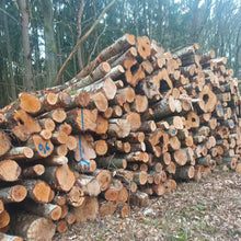 Lade das Bild in den Galerie-Viewer, Stammholz Birke - landree - holzhof
